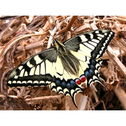 European Swallowtail machaon gorganus  pupae 